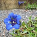Gentiana acaulis